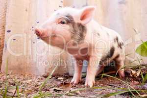 Close-up of a cute muddy piglet running around outdoors on the f