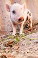 Close-up of a cute muddy piglet running around outdoors on the f