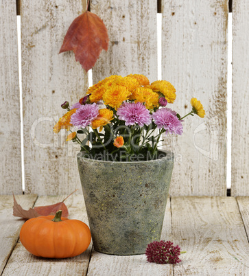 Mums Flowers And A Pumpkin