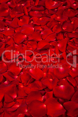 Background of red rose petals