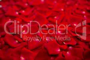 Background of red rose petals