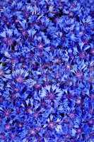 Beautiful spring flowers blue cornflower on background