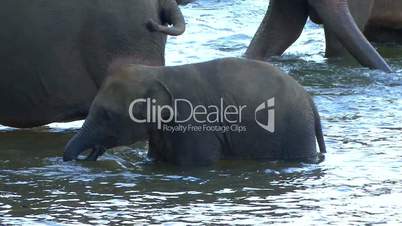Elefantenbabies im Fluß
