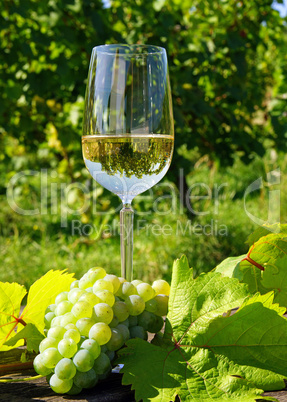Weißwein - White Wine
