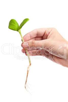 Male hand hold a small sprout and an earth handful