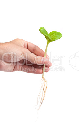 Male hand hold a small sprout and an earth handful