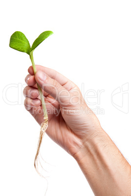 Male hand hold a small sprout and an earth handful