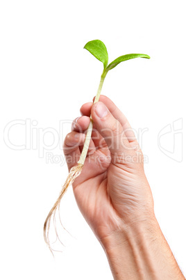 Male hand hold a small sprout and an earth handful