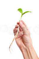 Male hand hold a small sprout and an earth handful