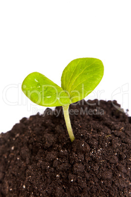 Heap dirt with a green plant sprout isolated