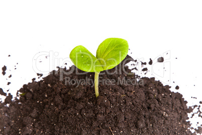 Heap dirt with a green plant sprout isolated