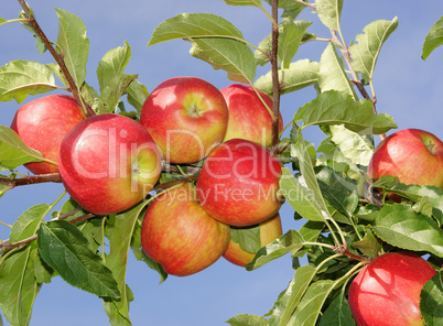 Äpfel - Apples