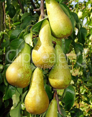 Birnen - Pears