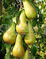 Birnen - Pears