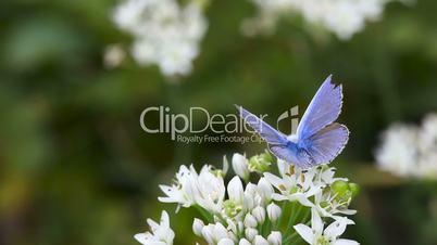 Blue butterfly.