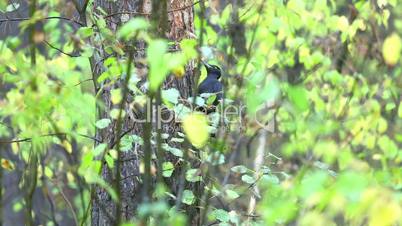 Black Woodpecker.
