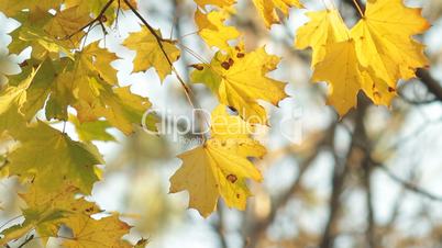 Maple leafs in fall