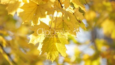 Autumn maple leafs