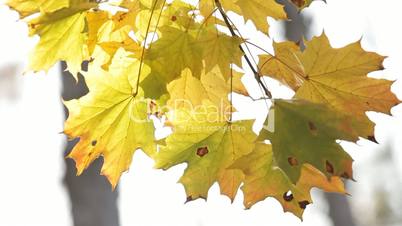 Branch of a maple