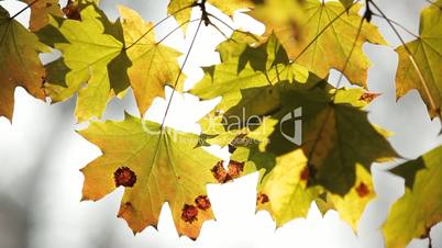 Yellowed leafs