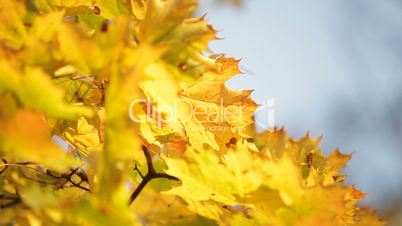 Yellowed maple leafs
