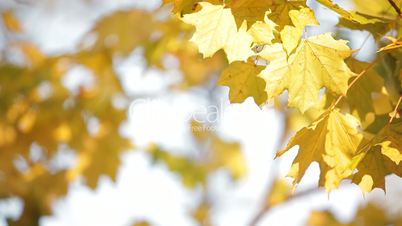 Maples in autumn