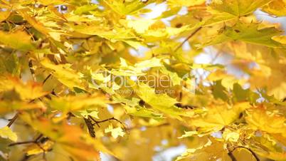 Yellowed maple tree