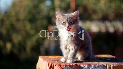 Cat on a fence