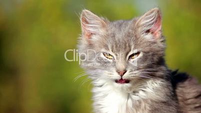 Cat on a fence