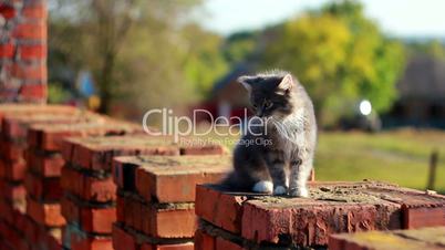 Cat on a fence