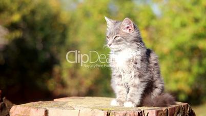 Cat on a fence