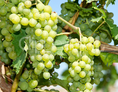 Weintrauben - Vine Grapes