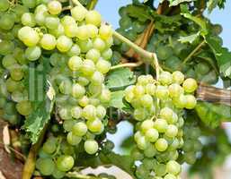 Weintrauben - Vine Grapes