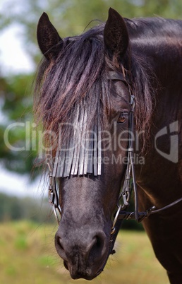 Reitsport auf dem Friesen Pferd im Sommer - Pferdeportrait