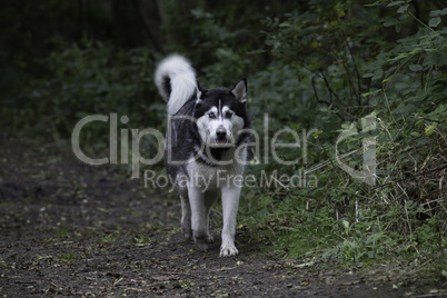 Siberian husky walking