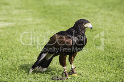 Bird of prey in jesses