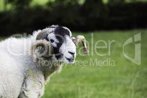Herdwick ram with curled horns