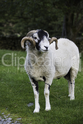 Recently shorn Herdwick ram