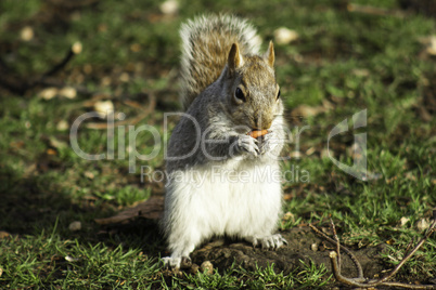 Squirrel foraging for nuts