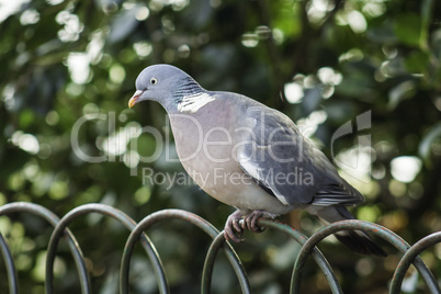 Grey dove perched on wire fence