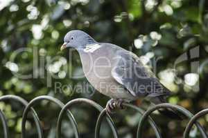 Grey dove perched on wire fence