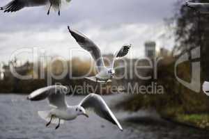 Flock of seagulls in flight