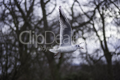Closeup view of a seagull in flight