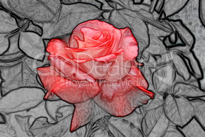 Abstract Beautiful Orange Rose on Black and White