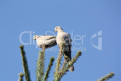 Tauben auf Tannenbaum