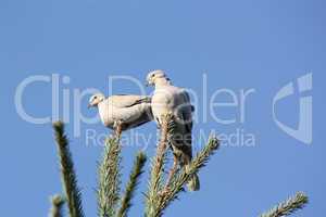 Tauben auf Tannenbaum