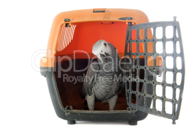 African Grey Parrot in kennel