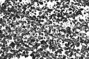 Abstract Black and White Leaves