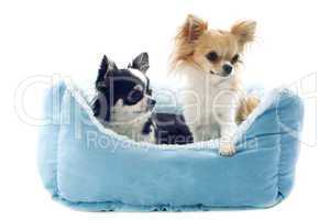 chihuahuas and dog bed