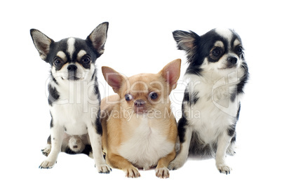 chihuahuas